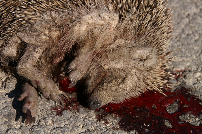 PICT1595 small hedgehog Kalyves.jpg - 352433 Bytes